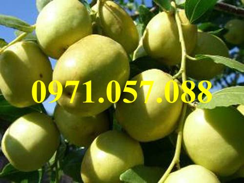 Cây giống táo đài loan